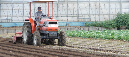トラクターで定植し直すため畝を作り直す