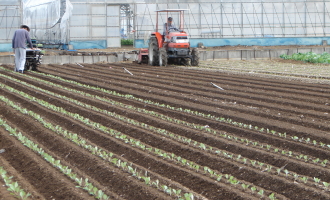 きれいに定植し直しました