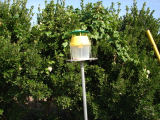 �t�F�������g���b�v