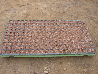 �Ƃ����낱���@�d��@���y