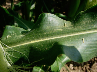 葉っぱの上には花粉がいっぱい