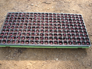 �Ƃ����낱���@�d��