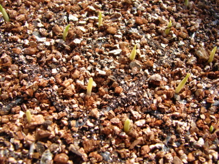 �Ƃ����낱���@����