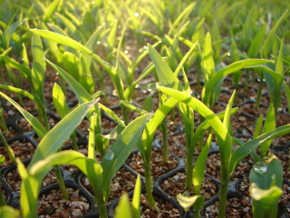 �Ƃ����낱���@�c