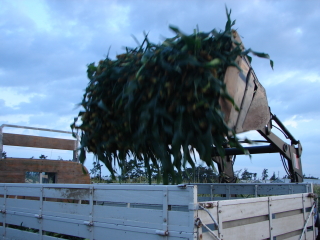 �Ƃ����낱�����g���b�N�ɏ悹��