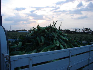 �������낻�남�ƂɋA��Ȃ��Ă�