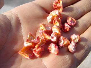 �Ƃ����낱���@��q